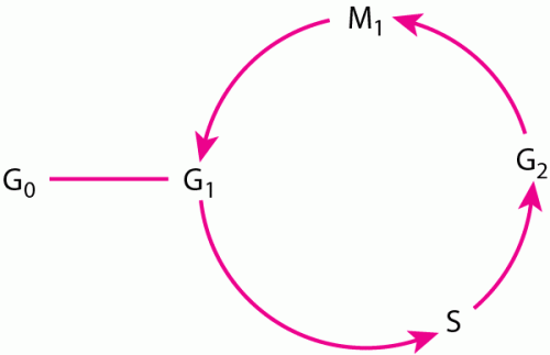 HEM cell cycle zh